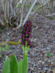 Orchis purpurea